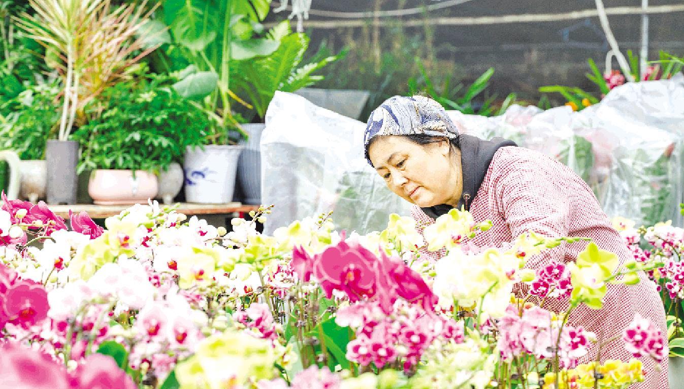 新春到 花儿俏