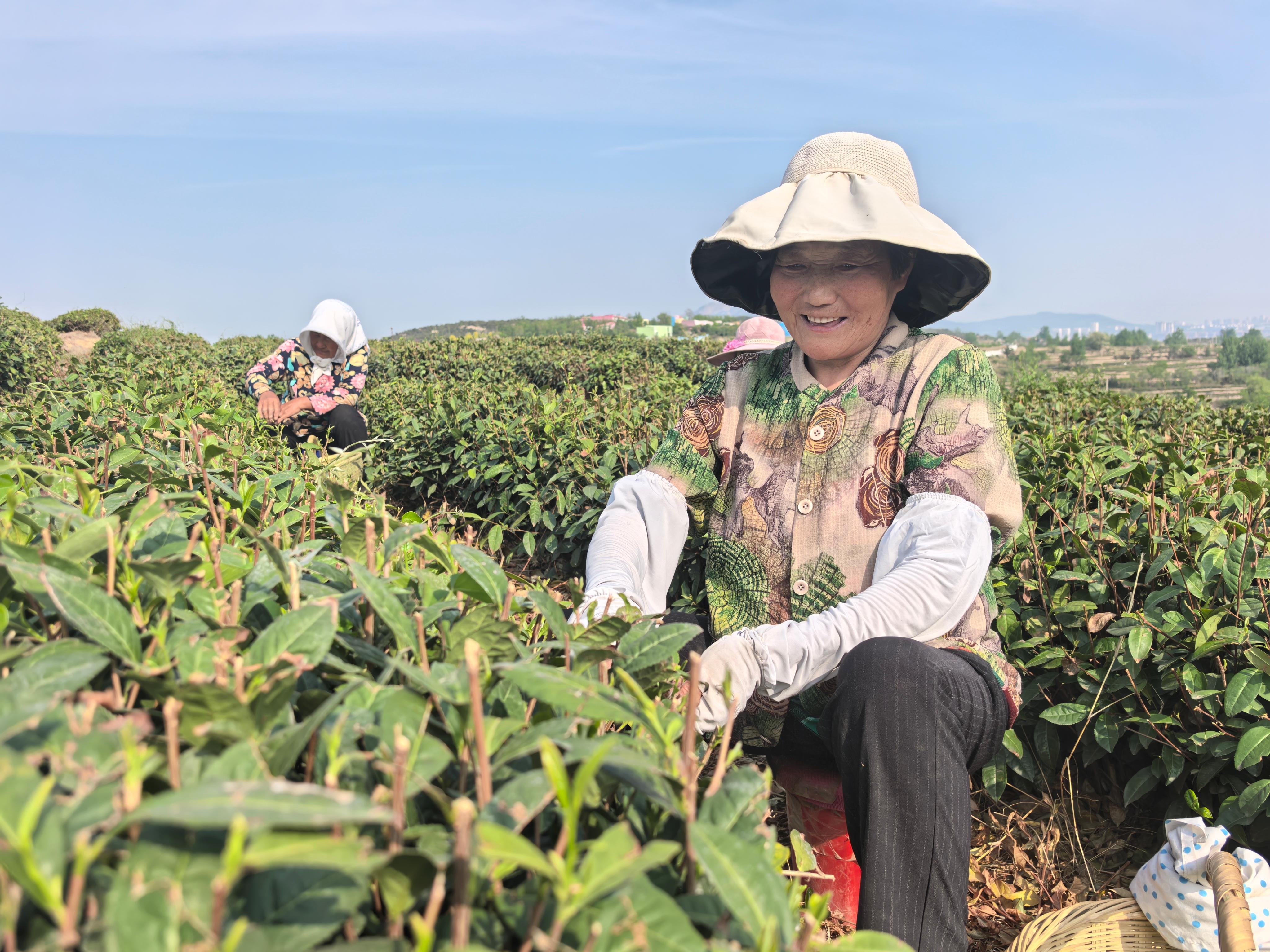 茶树吐新绿 村民采茶忙