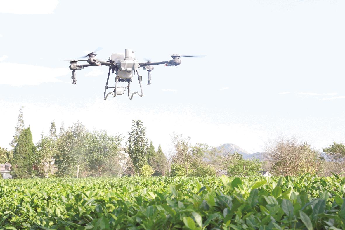 茶园“秋防”忙