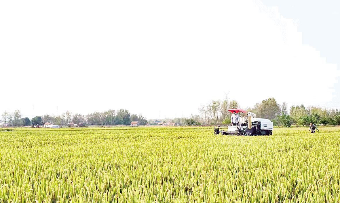 400亩旱稻开始收割