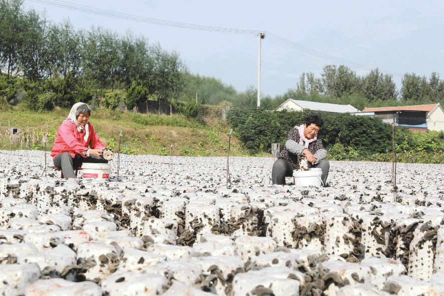 特色农业助农增收