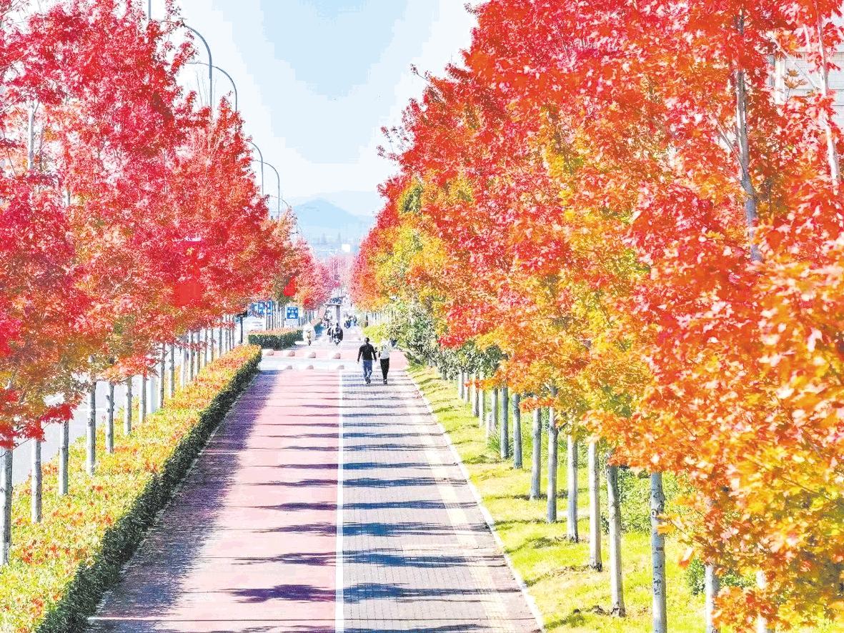 “红枫大道”美如画
