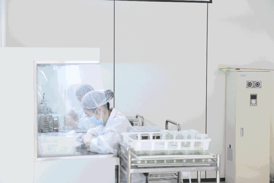 东港蓝莓“集群发力”兴乡村