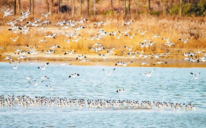 候鸟翔集绘就生态画卷