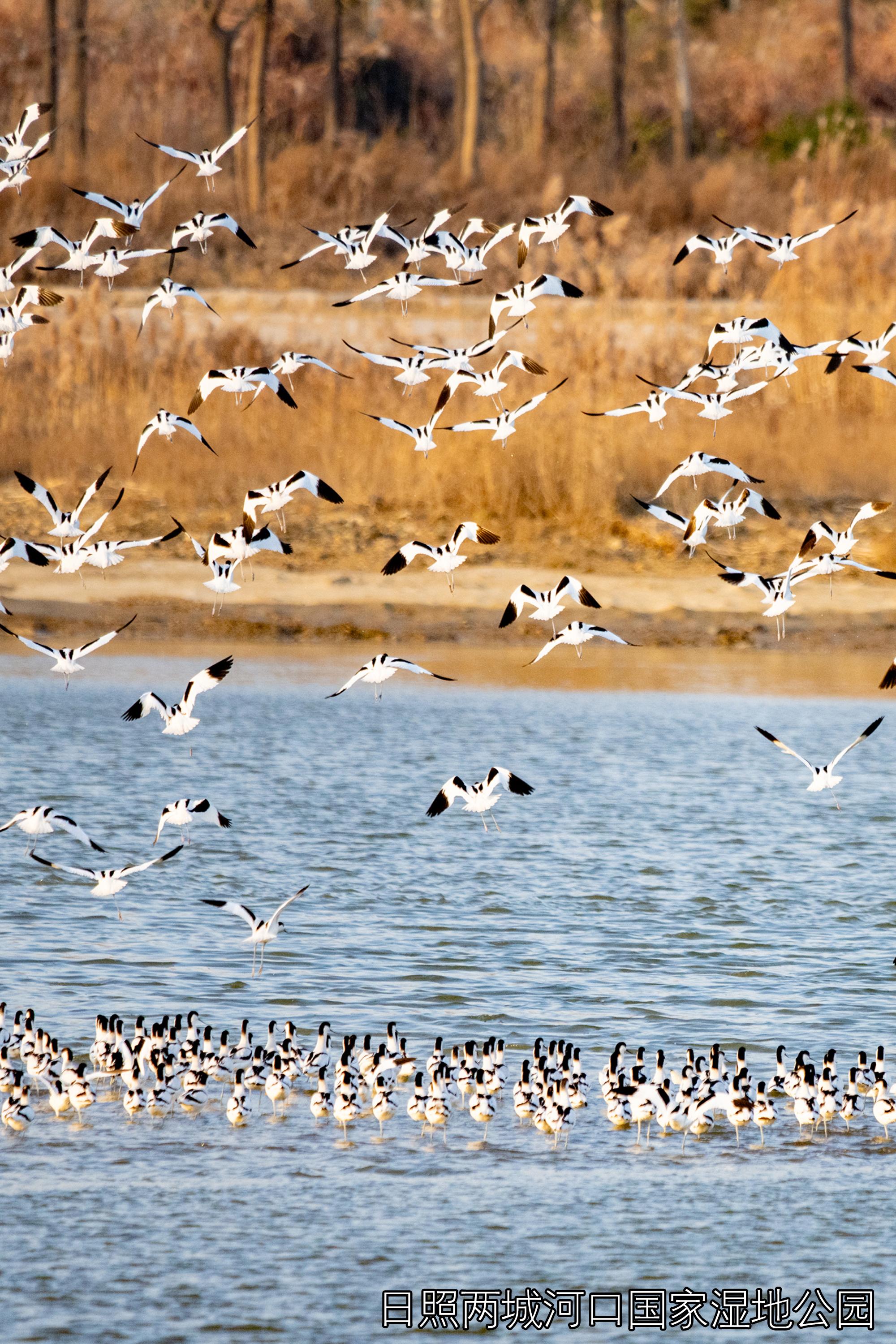 经山历海 · 美图日照 |羽眷清漪