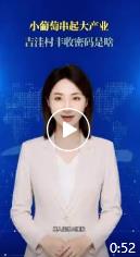 小葡萄串起大产业 吉洼村丰收密码是啥