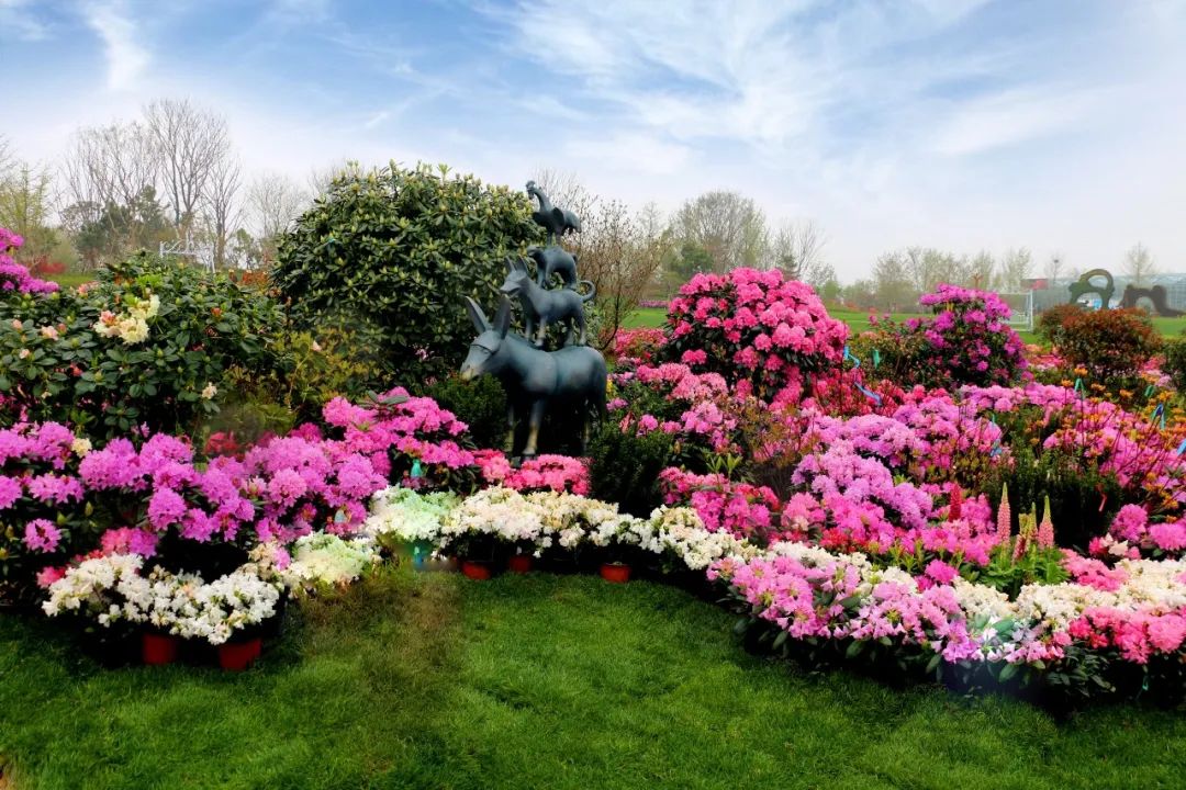 花开了今年日照杜鹃花节4月29日开幕票务活动公布