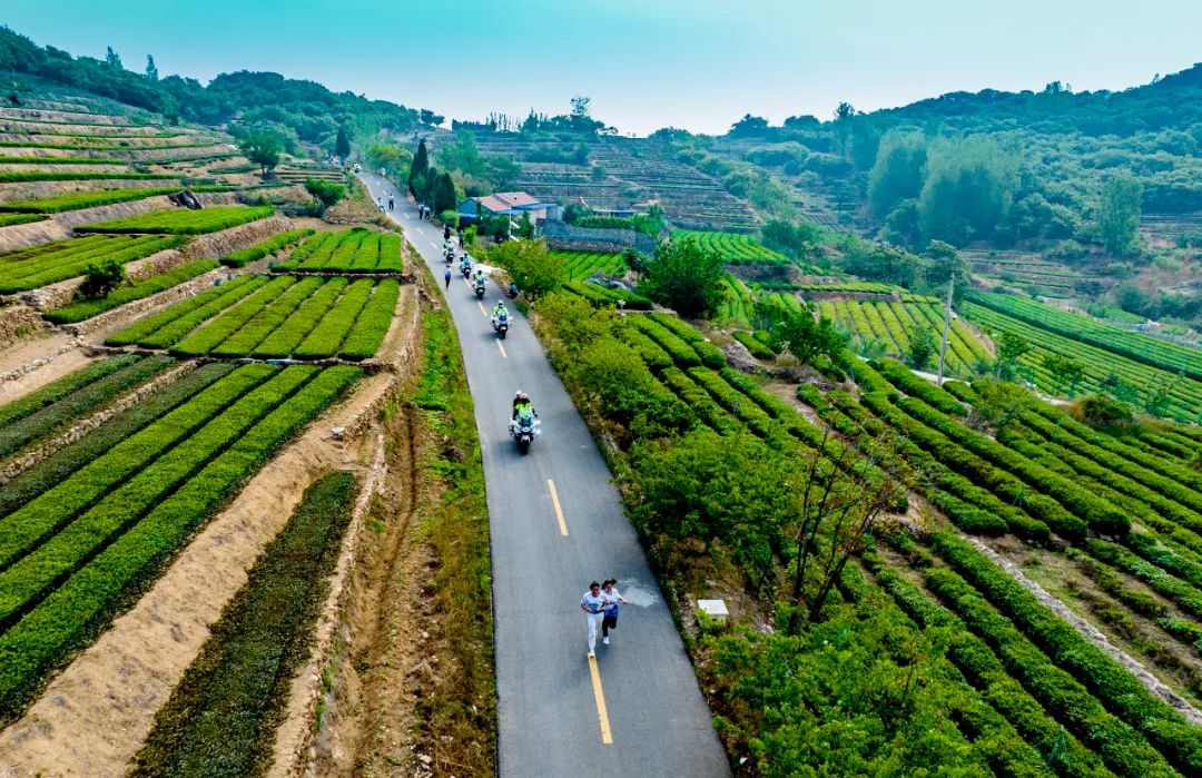 巨峰镇:以路为链 串起茶乡振兴好前景-日照要闻-日照新闻网-日照第一