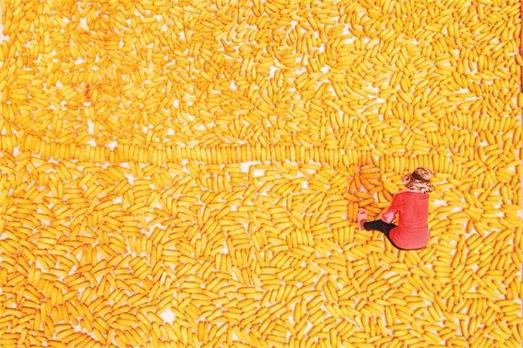 五谷飘香迎丰收