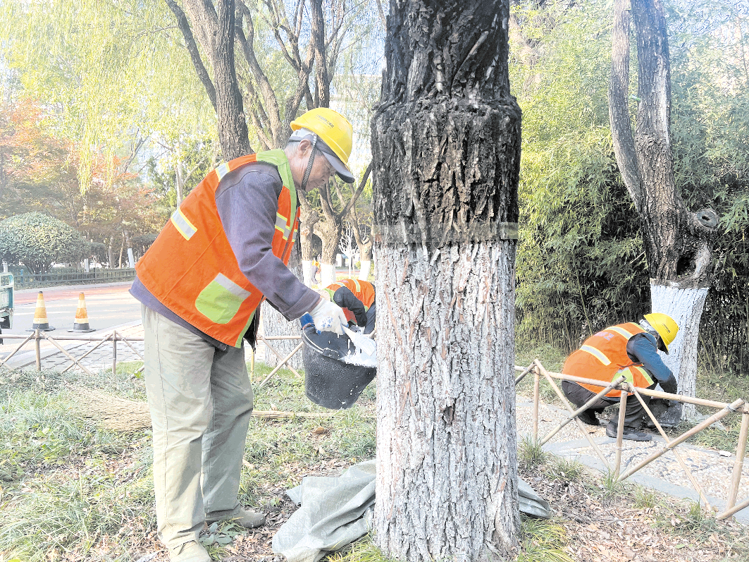 树木穿新衣防冻防虫过寒冬