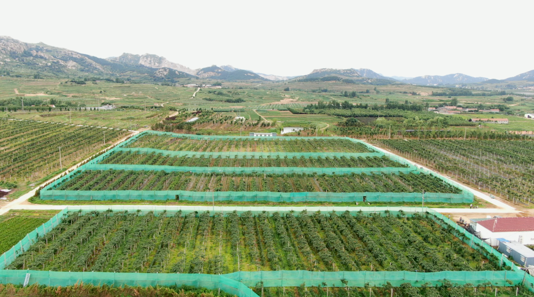 乡村振兴齐鲁样板村村有好戏丨日照高新区河山镇结对共建促振兴