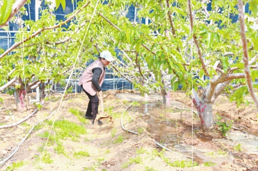 村村有好戏日照市五莲县叩官镇樱桃花开春满棚