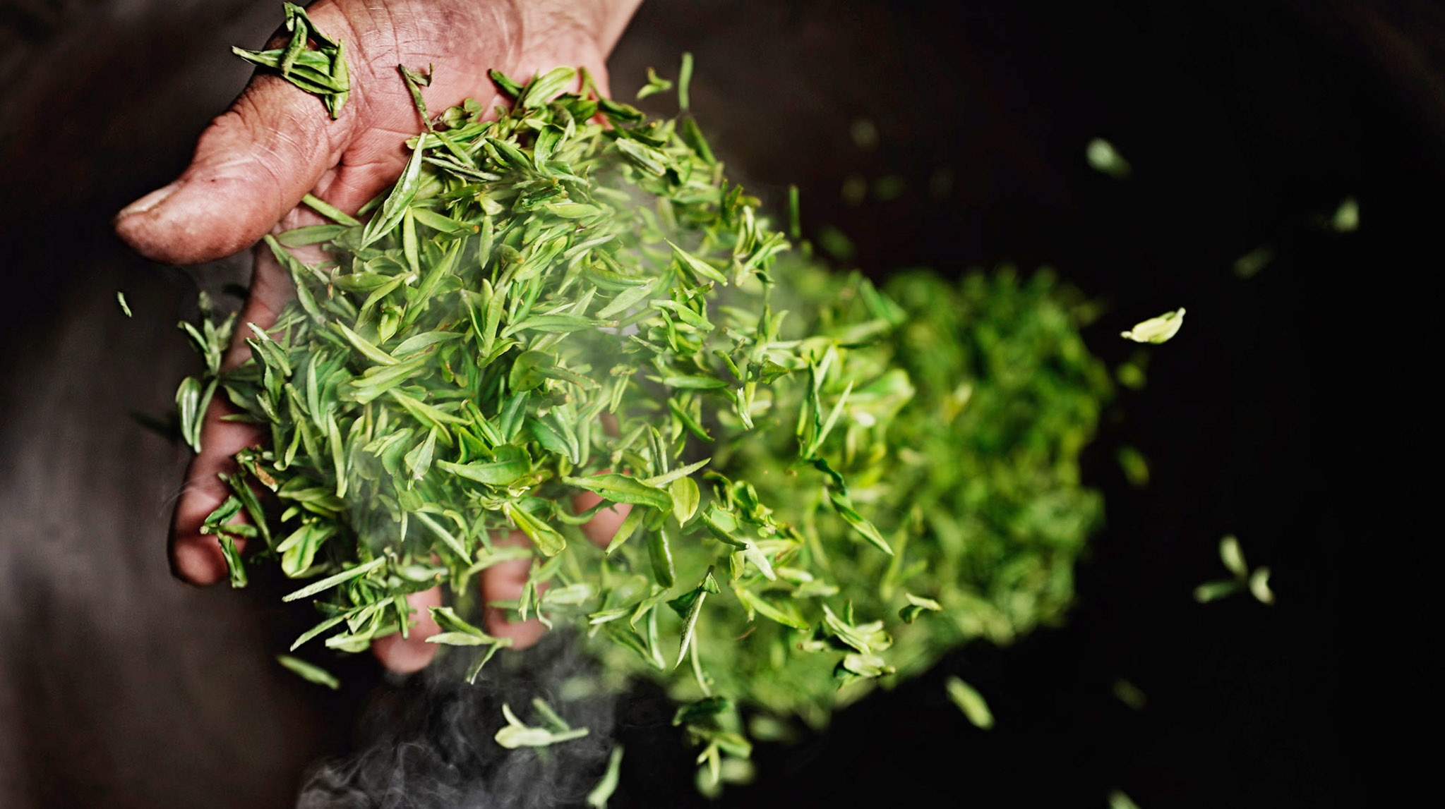 这里的茶叶"会说话"-日照要闻-日照新闻网-日照第一 -